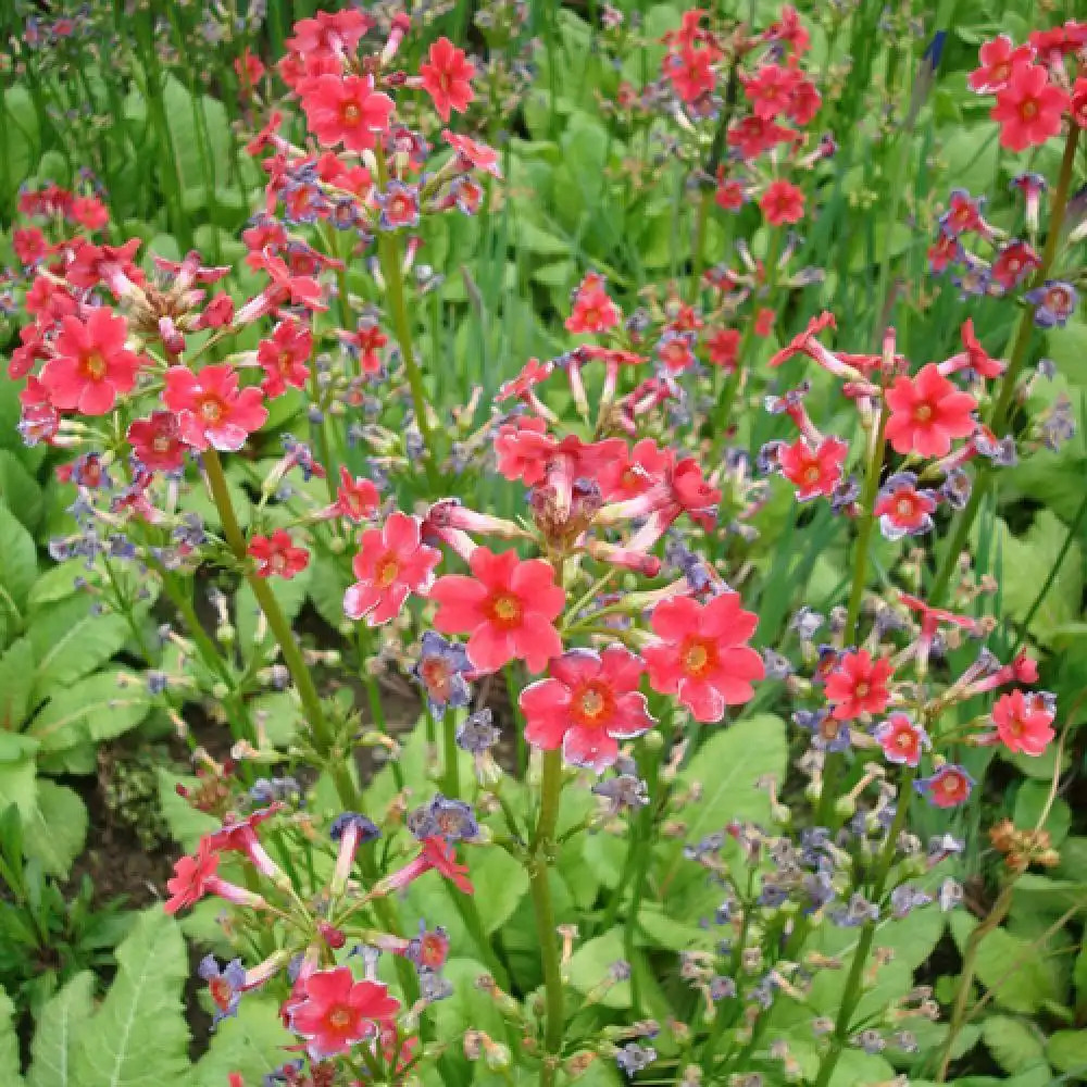 PRIMULA beesiana