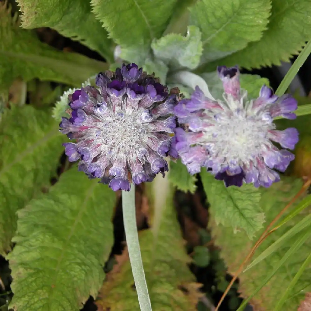 PRIMULA capitata