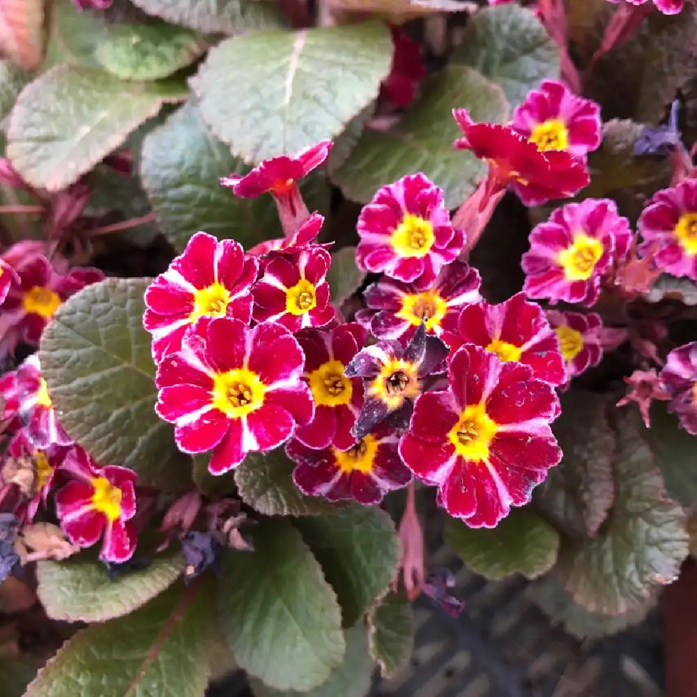 PRIMULA 'Dark Rosaleen'