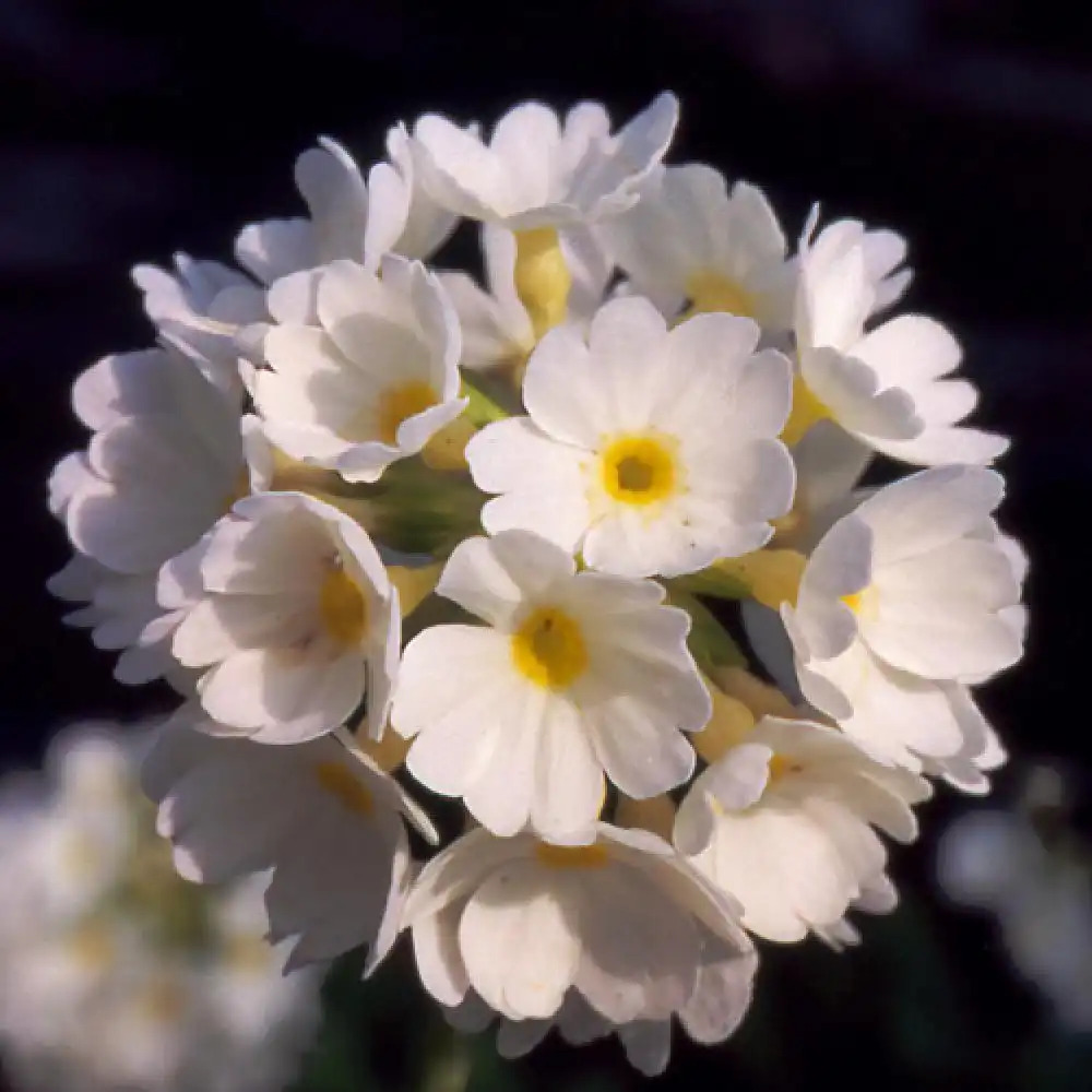 PRIMULA denticulata 'Alba'