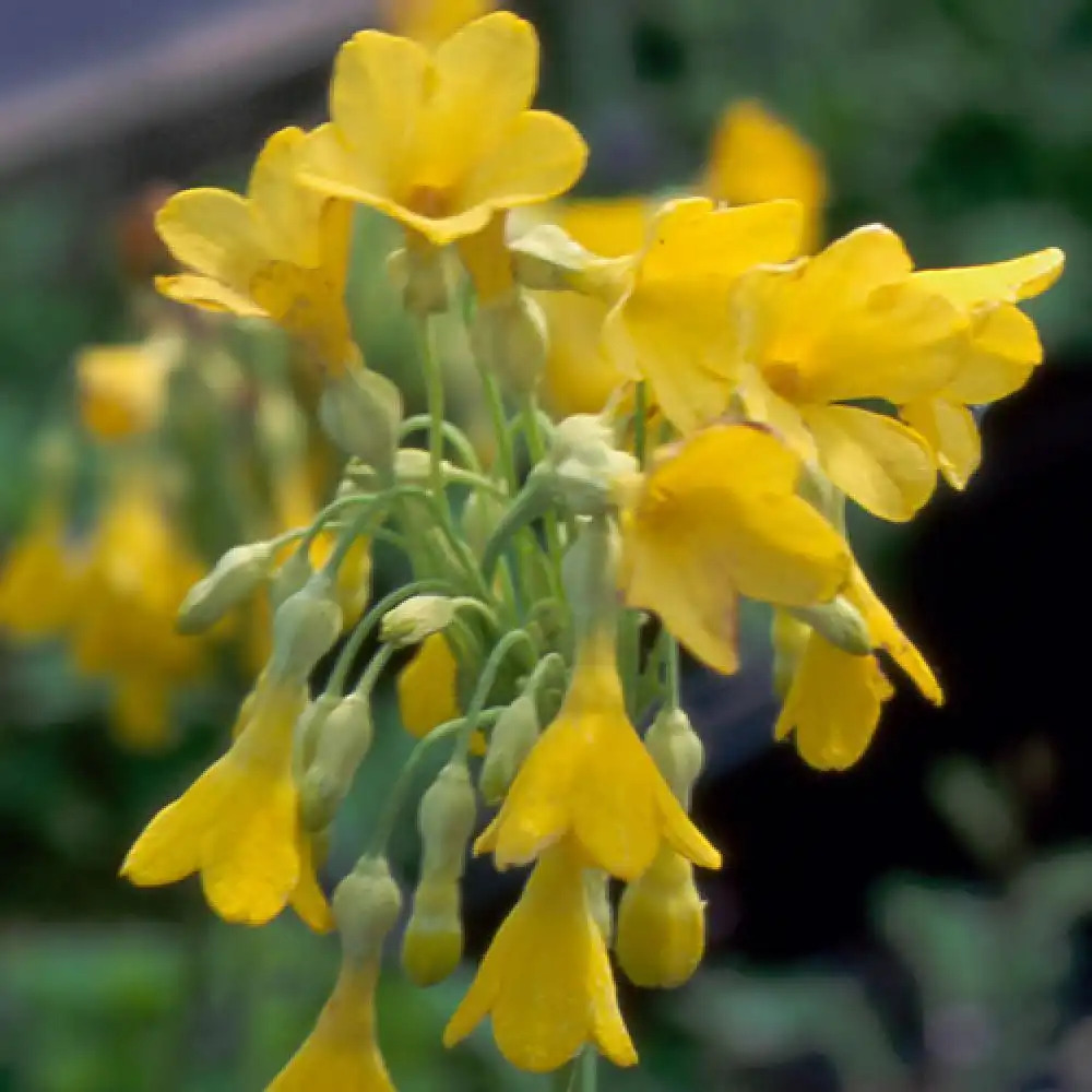 PRIMULA florindae