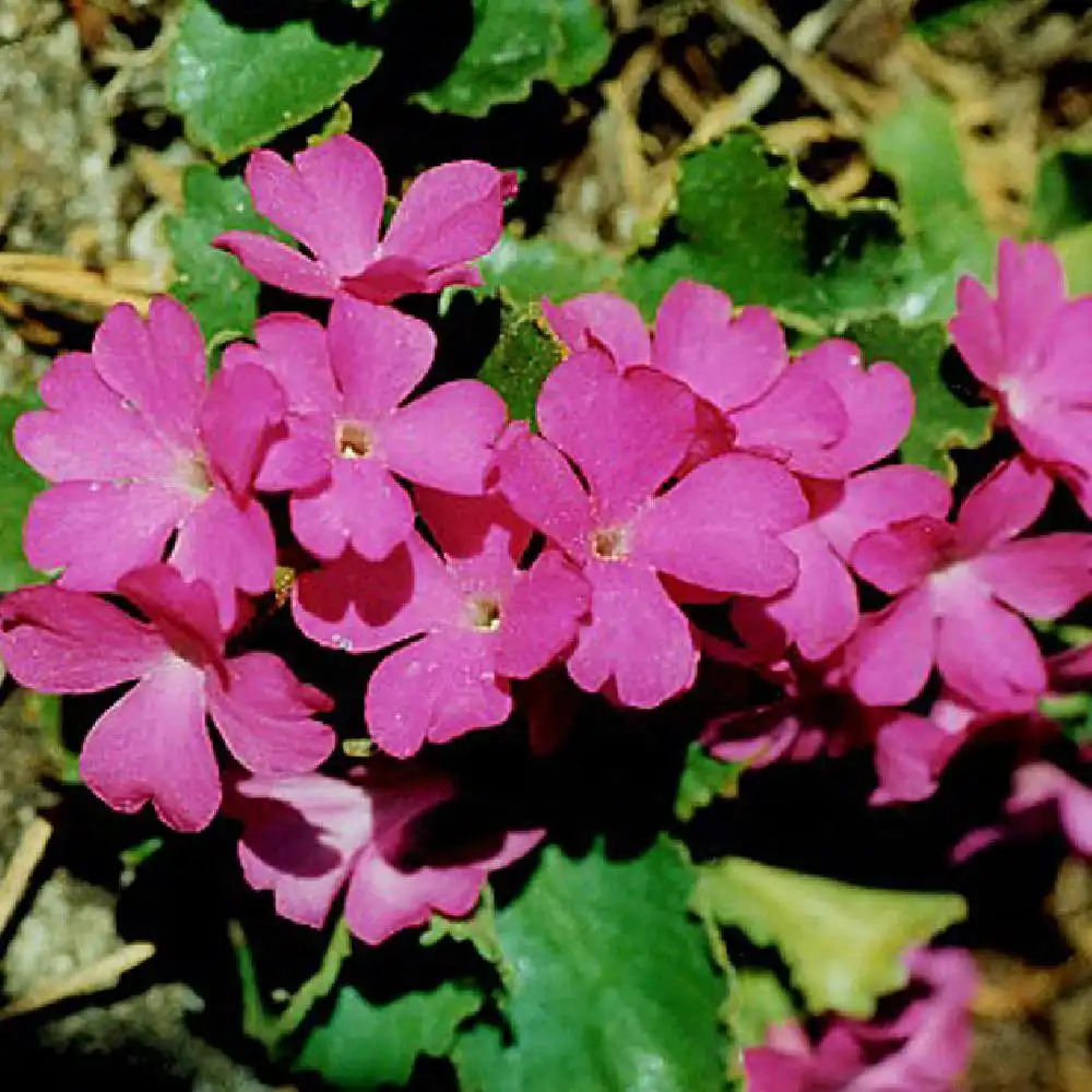 PRIMULA hirsuta