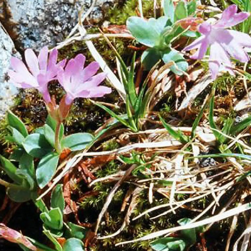 PRIMULA integrifolia