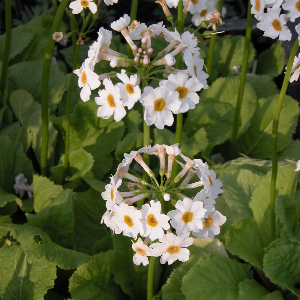 PRIMULA japonica 'Alba'