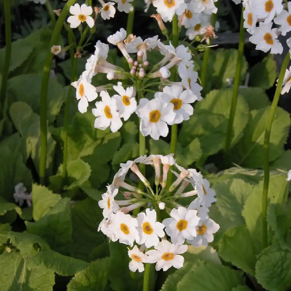 PRIMULA japonica 'Alba'