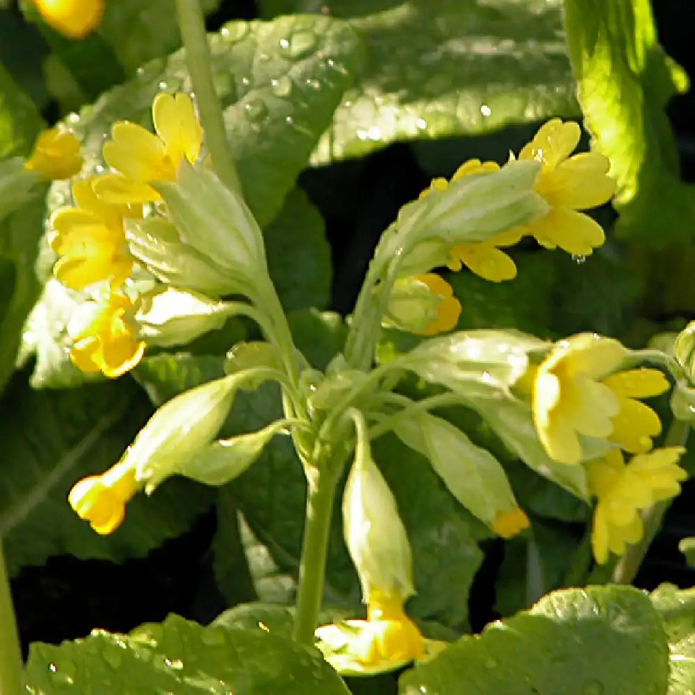 PRIMULA veris