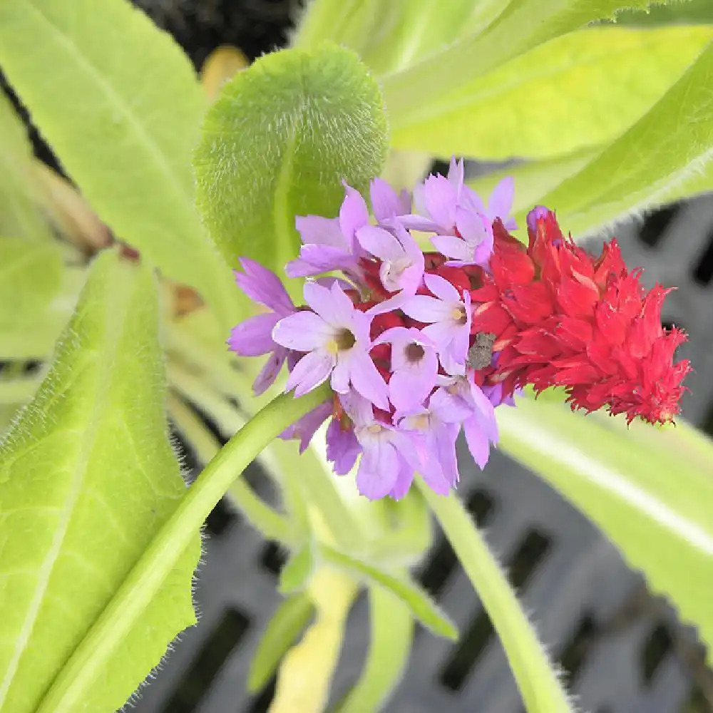 PRIMULA vialii