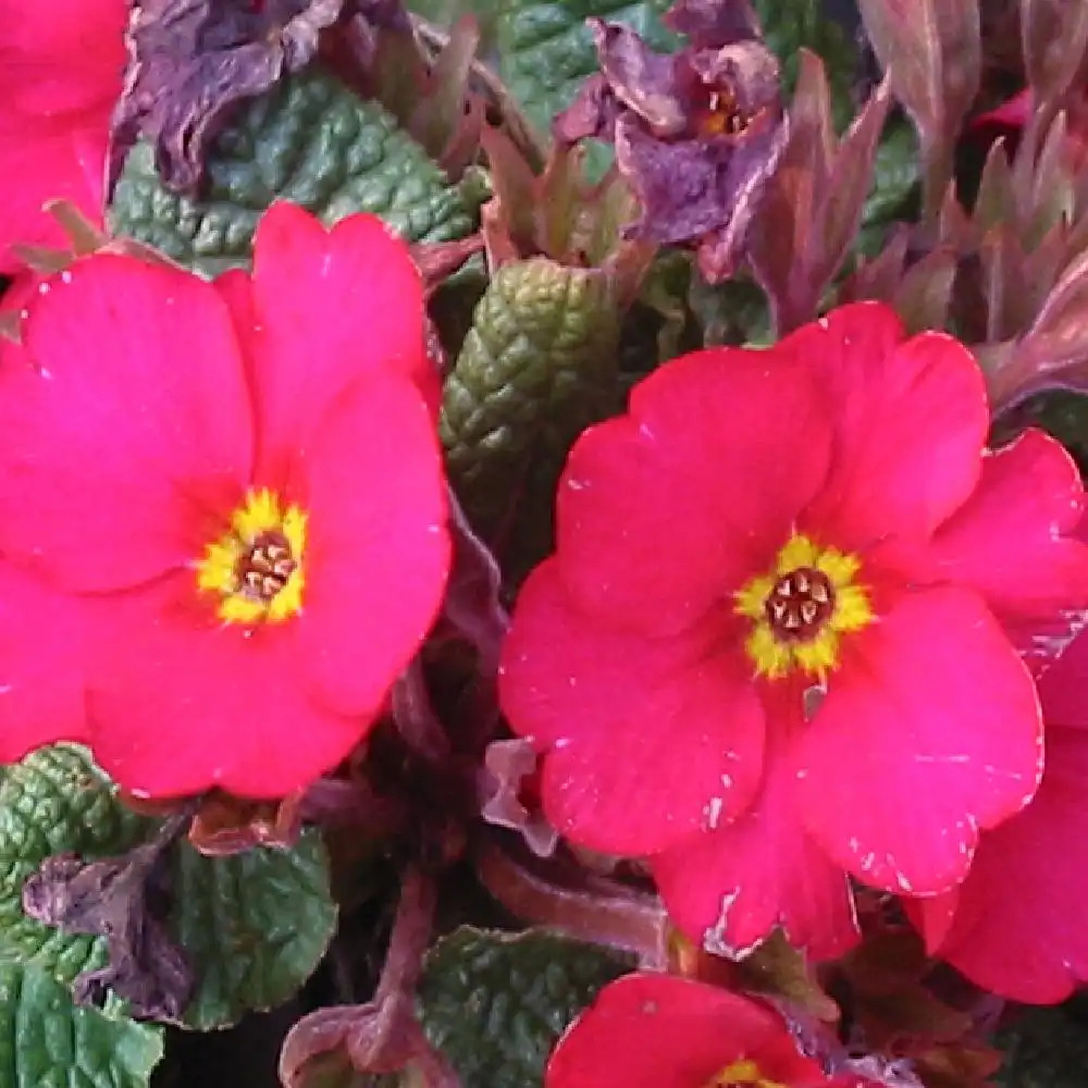 PRIMULA wanda 'Raspberry Red Shades'