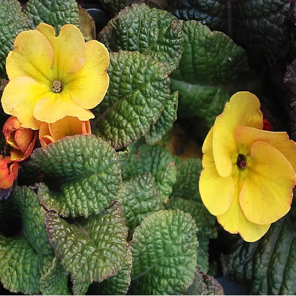 PRIMULA wanda 'Yellow'