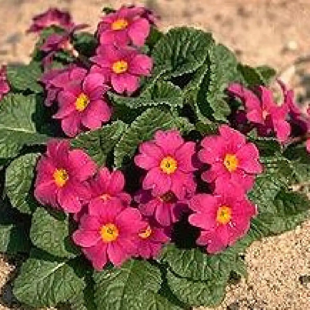 PRIMULA 'Wanda'