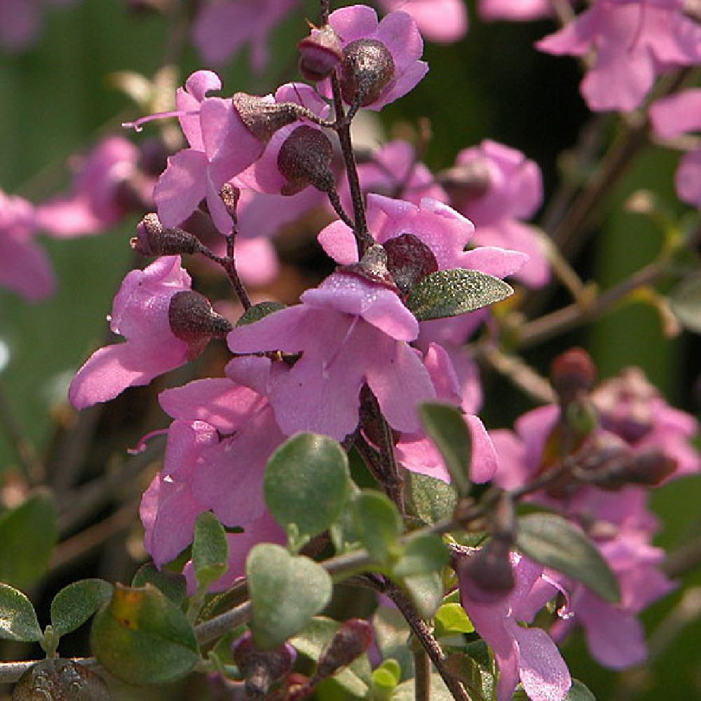 PROSTANTHERA rotundifolia