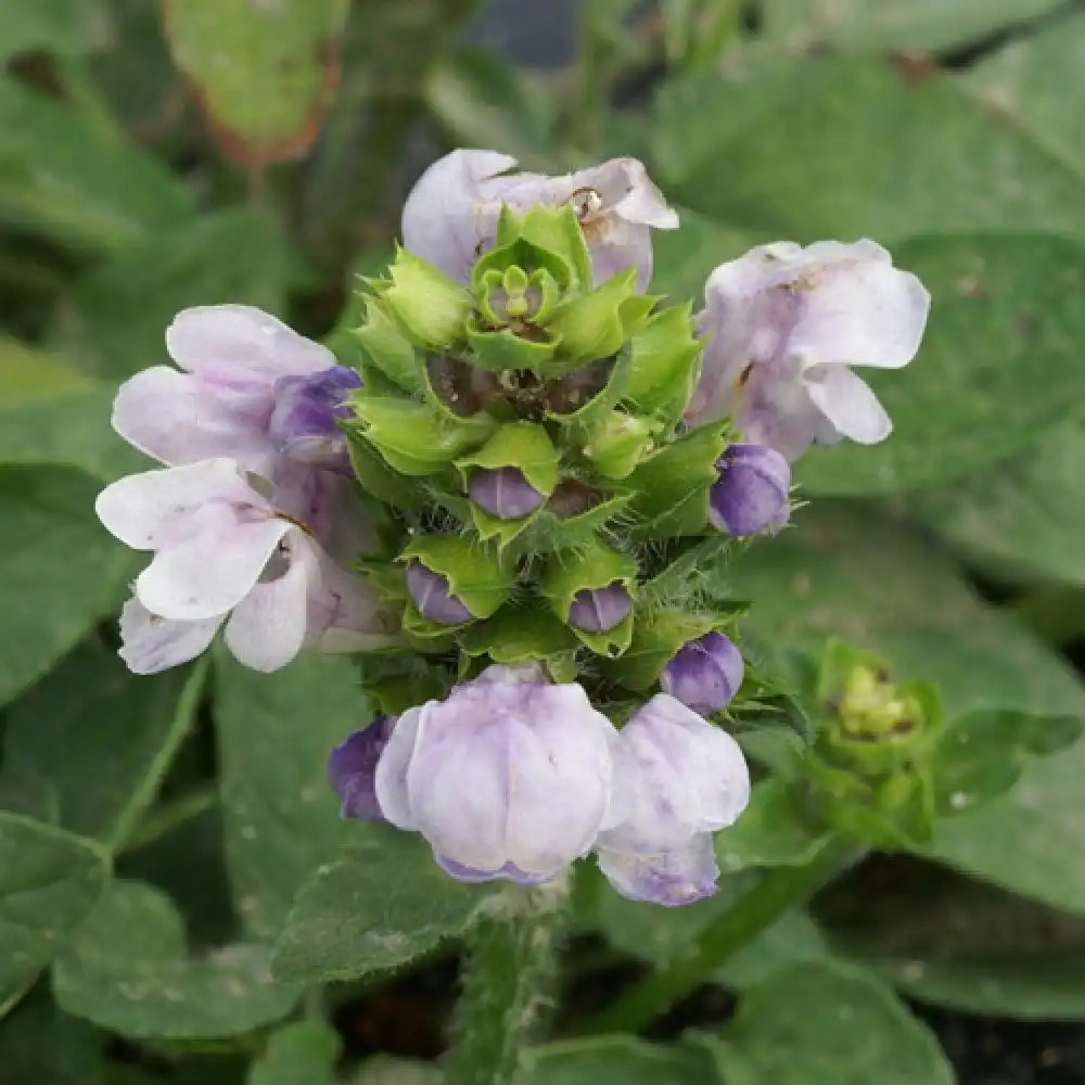 PRUNELLA grandiflora 'Loveliness'