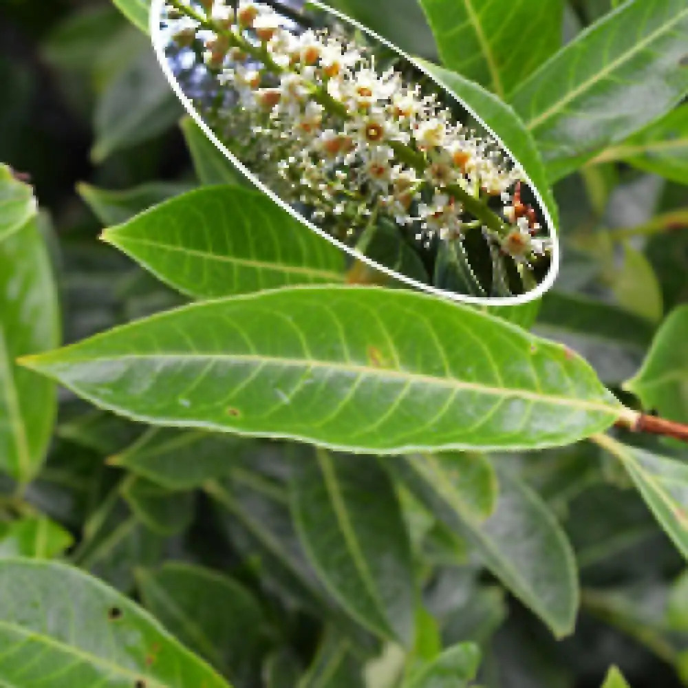 PRUNUS laurocerasus 'Caucasica'