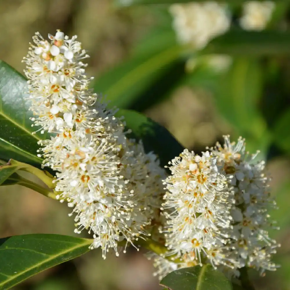 PRUNUS laurocerasus 'Herbergii'