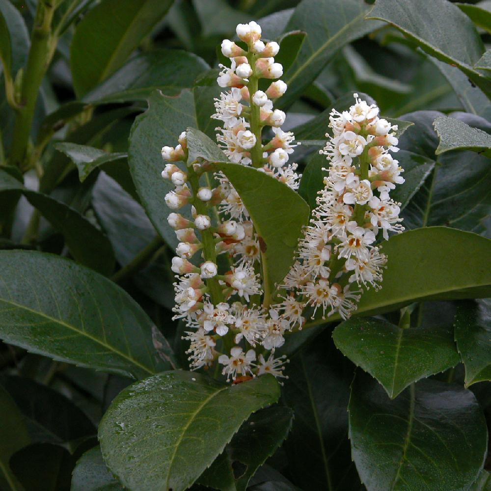 PRUNUS laurocerasus 'Roi des talus'