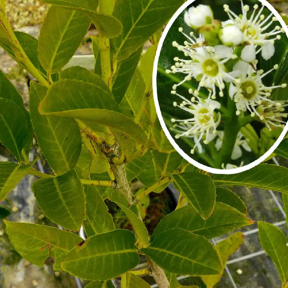 PRUNUS laurocerasus 'Rotundifolia'