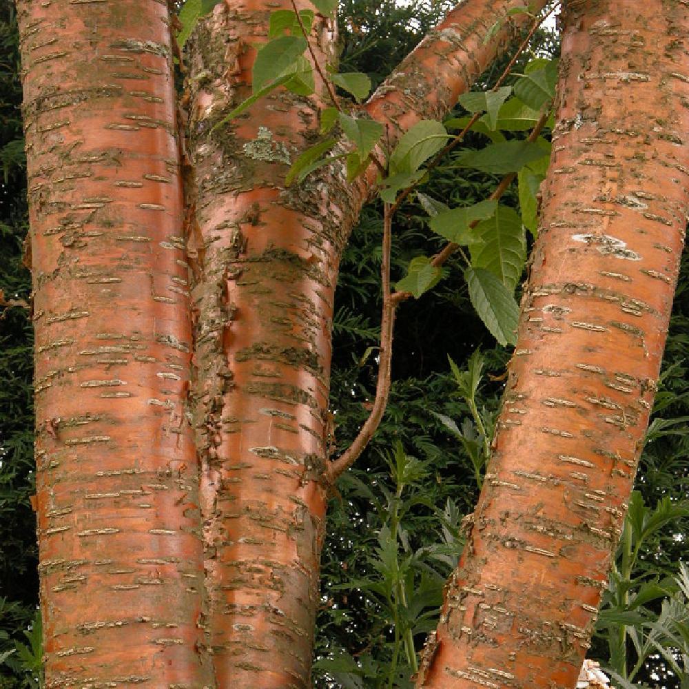 PRUNUS maakii 'Amber Beauty'