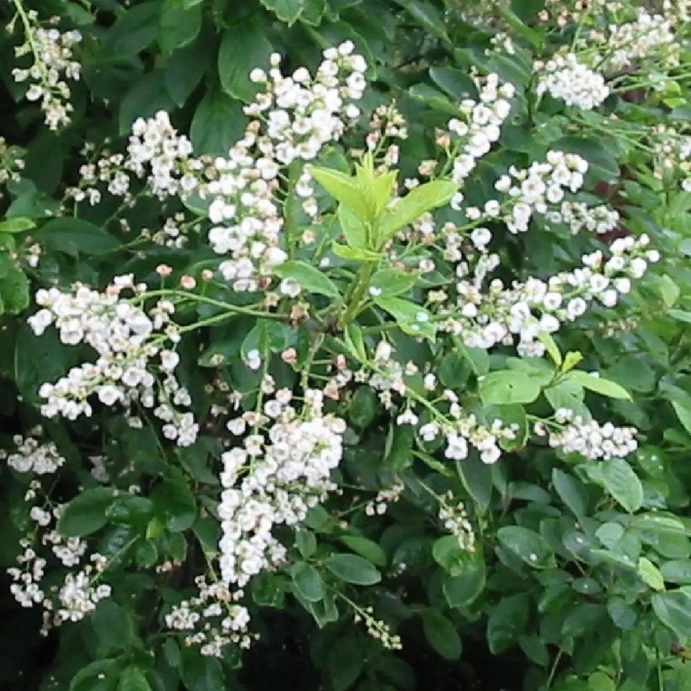 PRUNUS padus