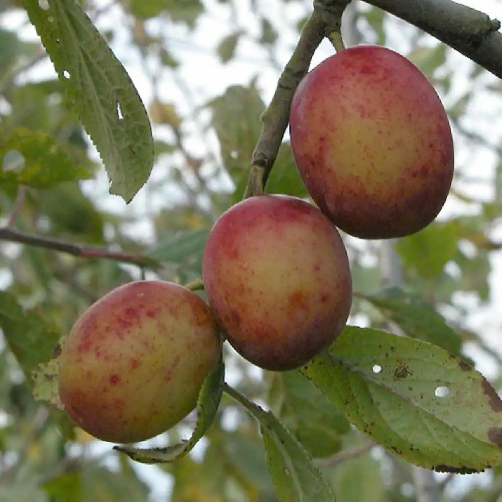 Prunier 'Queen Victoria'