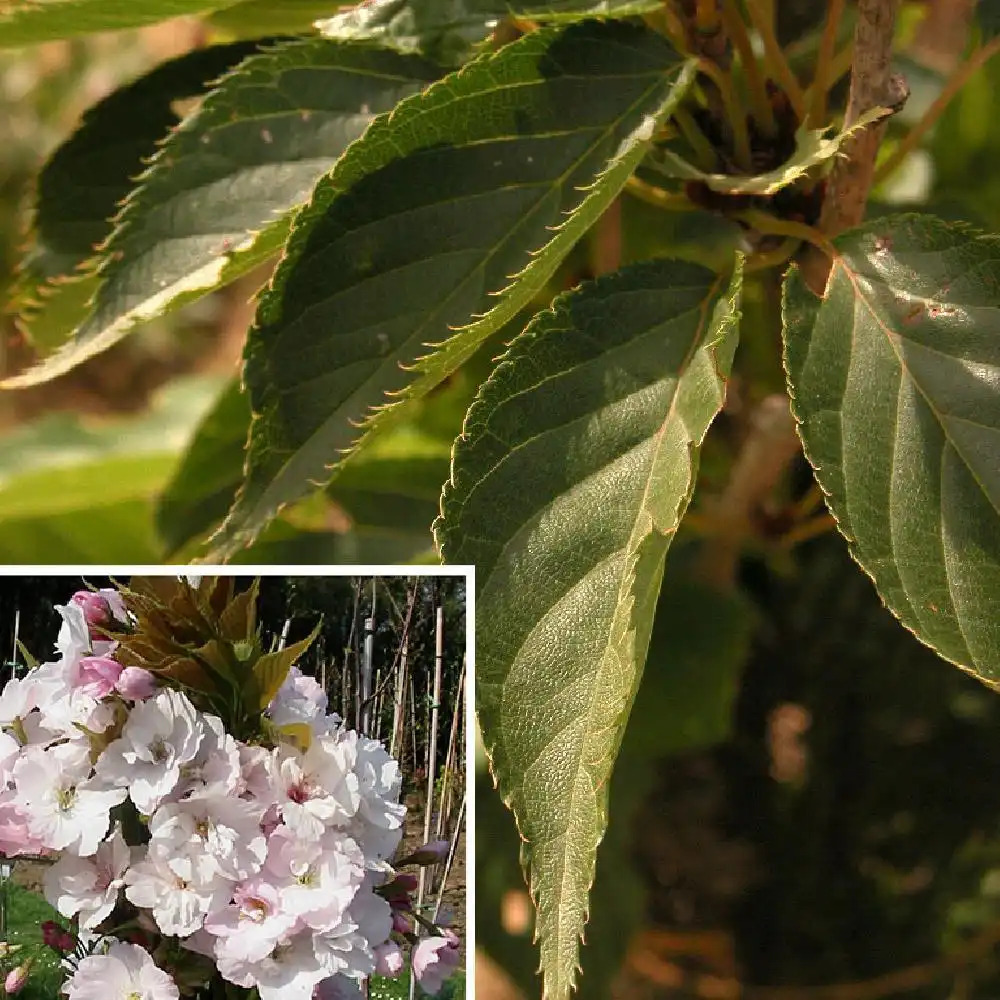 PRUNUS (serrulata) 'Amanogawa'