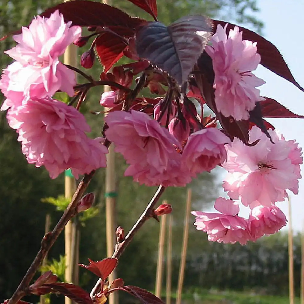 PRUNUS (serrulata) 'Royal Burgundy'