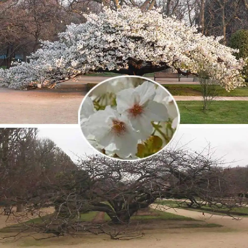 PRUNUS serrulata 'Shirotae'