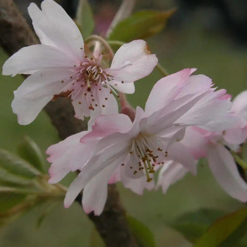 PRUNUS x subhirtella 'Autumnalis Rosea'