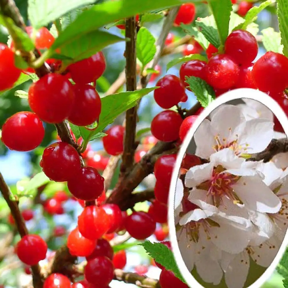 PRUNUS tomentosa