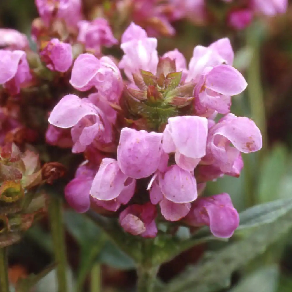 PRUNELLA webbiana 'Rosea'