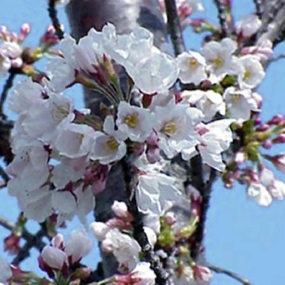 PRUNUS serrulata 'Yedoensis'