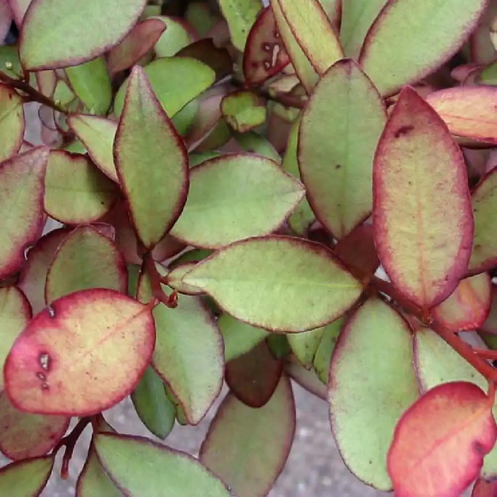 PSEUDOWINTERA colorata 'Marjorie Congreve'