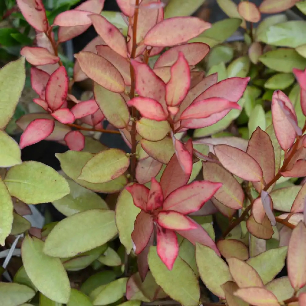 PSEUDOWINTERA colorata 'Mount Congreve'