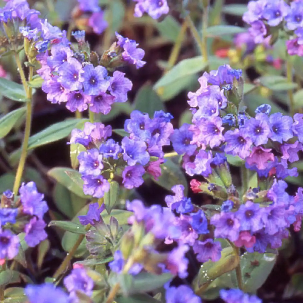 PULMONARIA angustifolia 'Azurea'