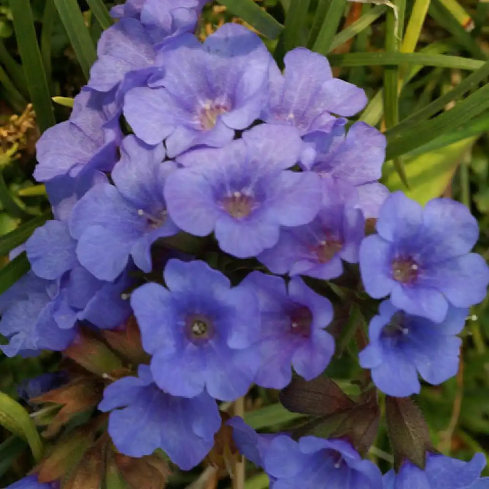 PULMONARIA 'Blue Ensign'