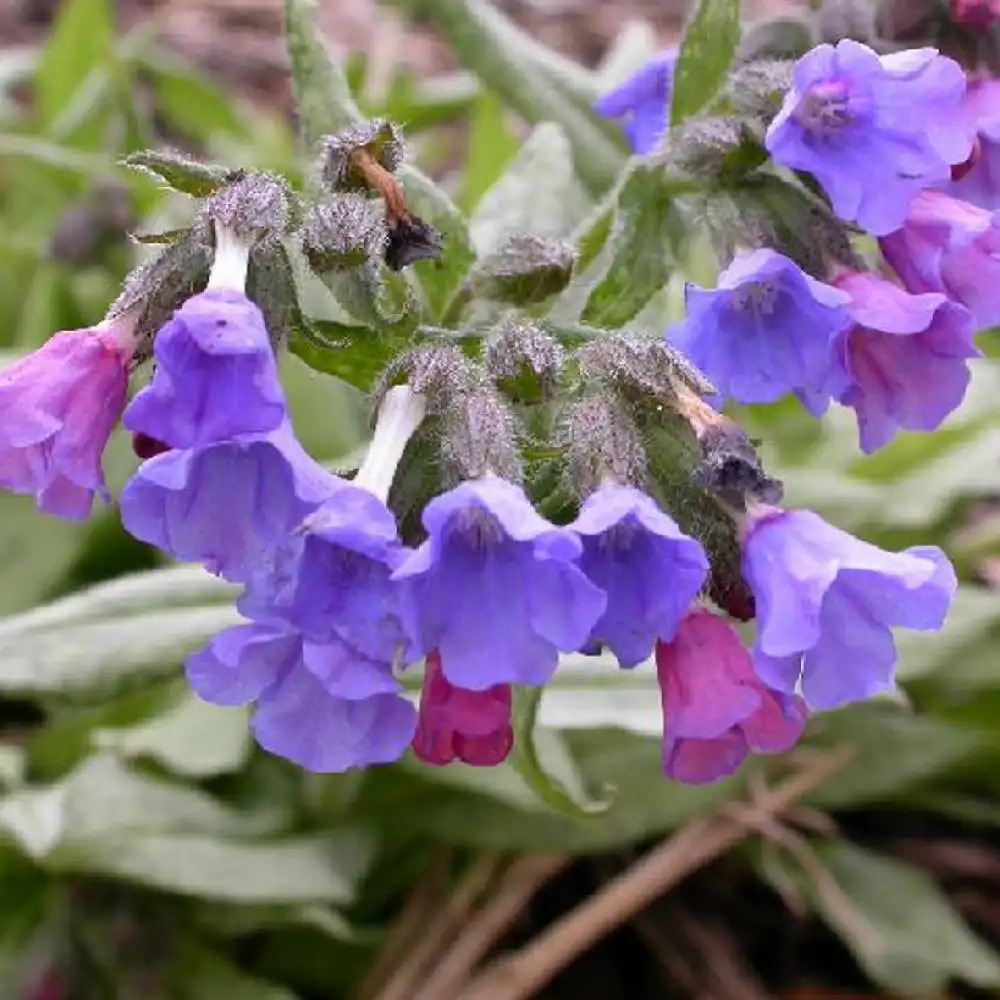 PULMONARIA 'Cotton Cool'