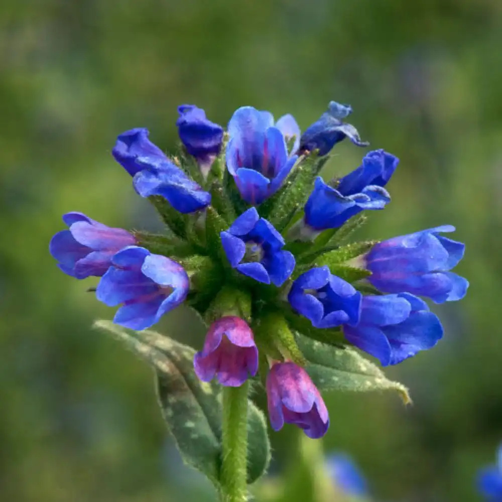 PULMONARIA longifolia 'E.B Anderson'