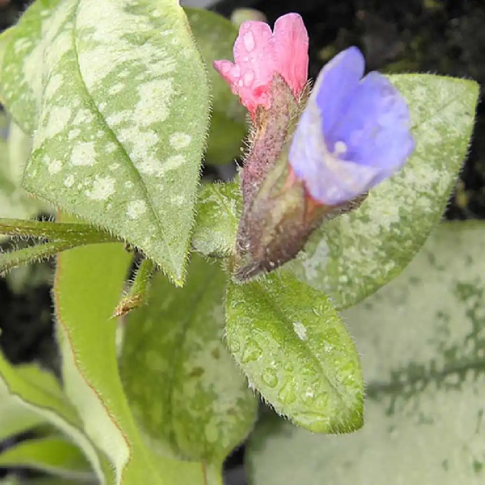 PULMONARIA 'Majesté'