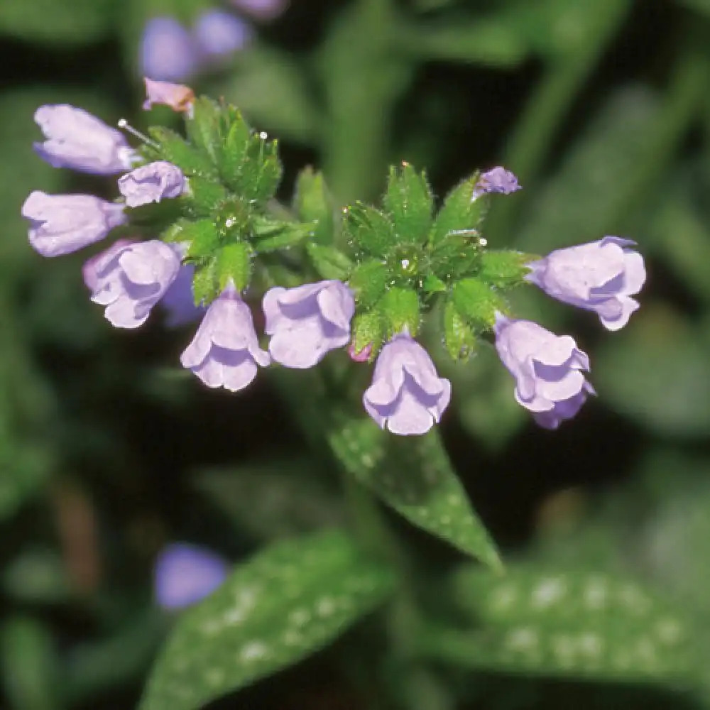 PULMONARIA 'Roy Davidson'