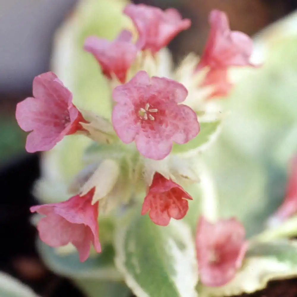 PULMONARIA rubra 'David Ward'