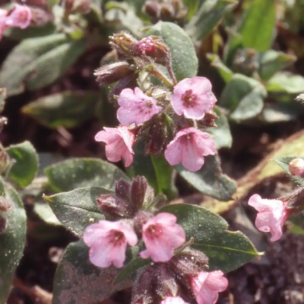 PULMONARIA saccharata 'Dora Bielefeld'