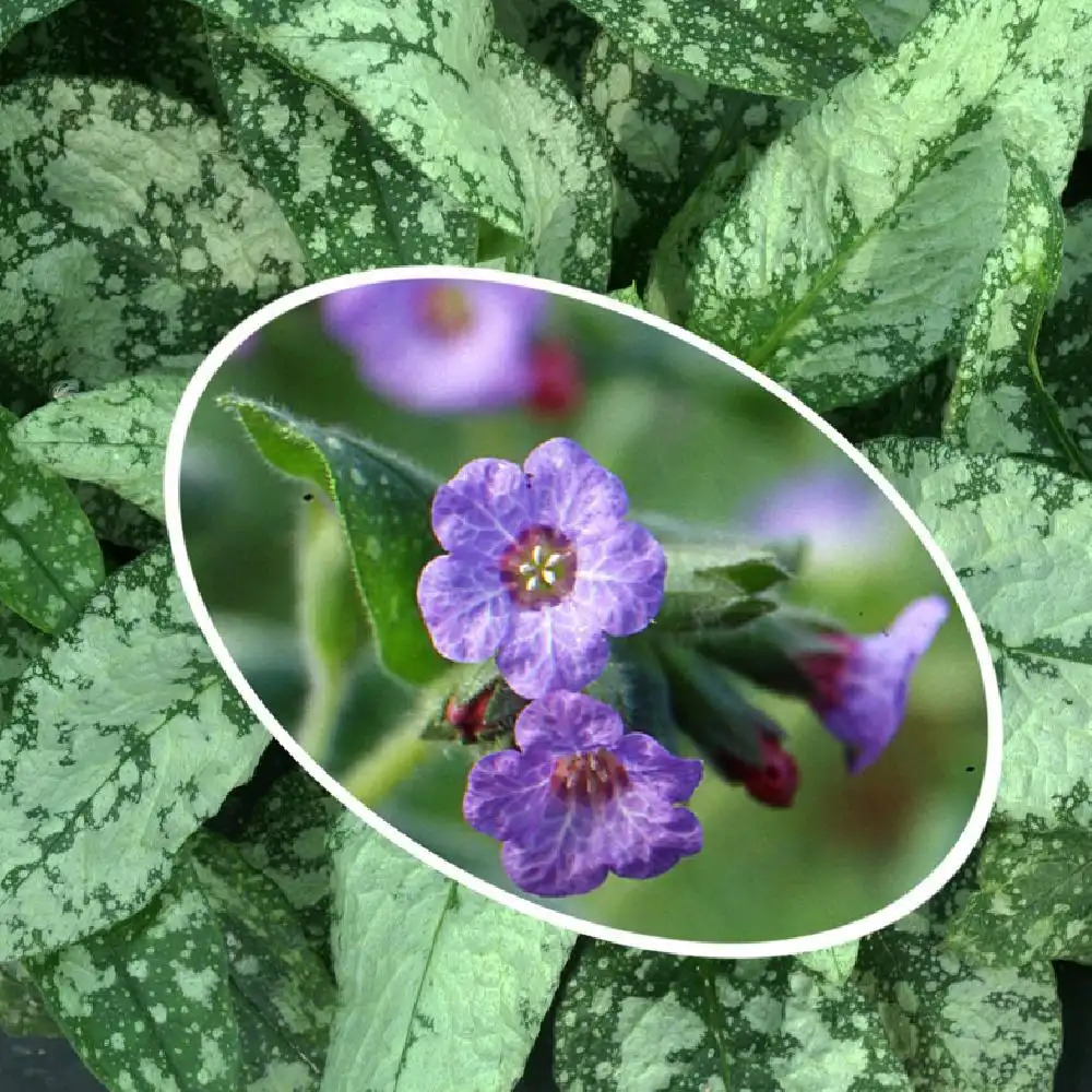 PULMONARIA saccharata 'Reginald Kaye'