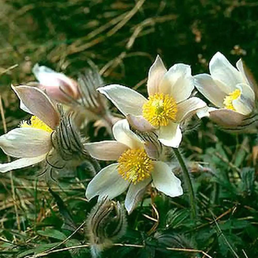 PULSATILLA vernalis