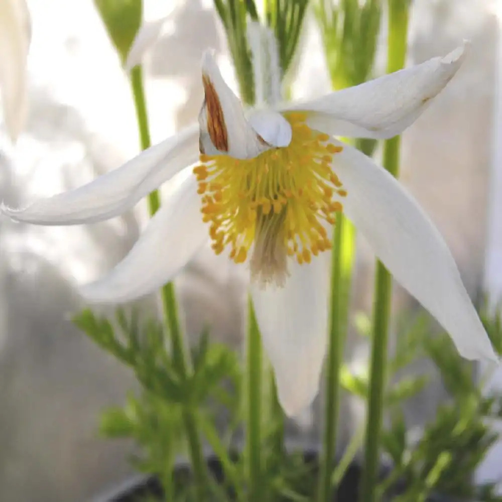 PULSATILLA vulgaris 'Alba'