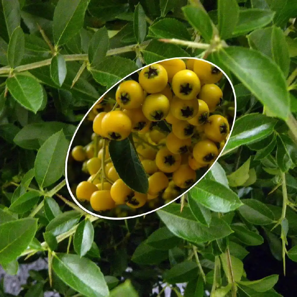 PYRACANTHA 'Soleil d'Or'