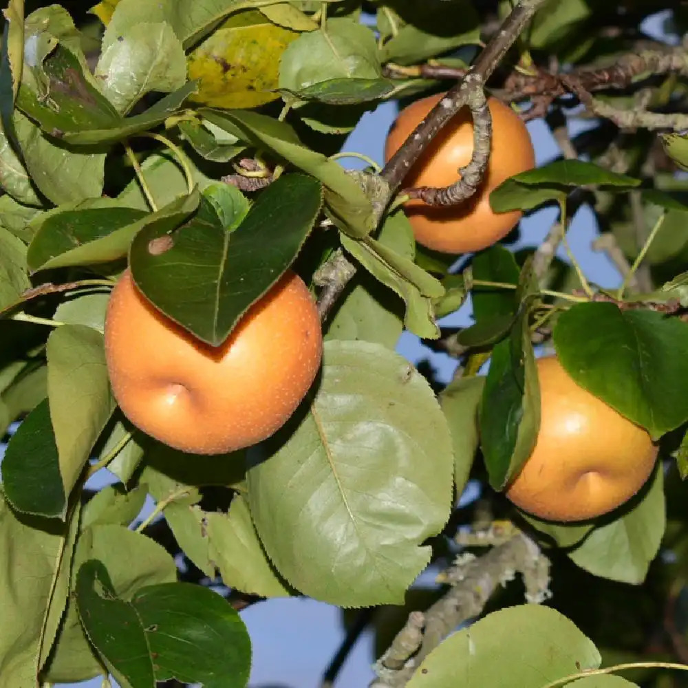 PYRUS pyrifolia 'Chojuro' (NASHI)