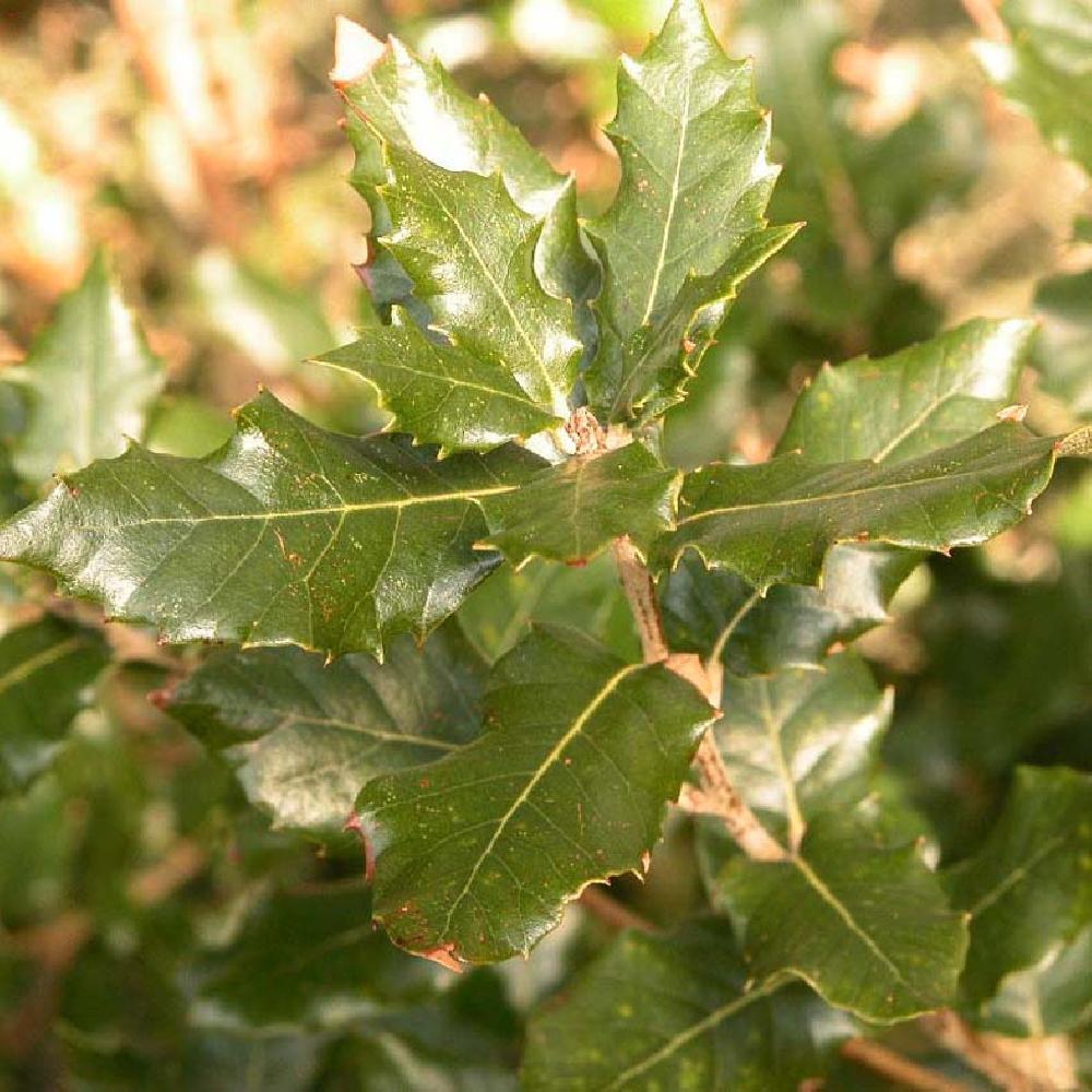 Chêne vert - Quercus ilex - Le Jardin du Pic Vert