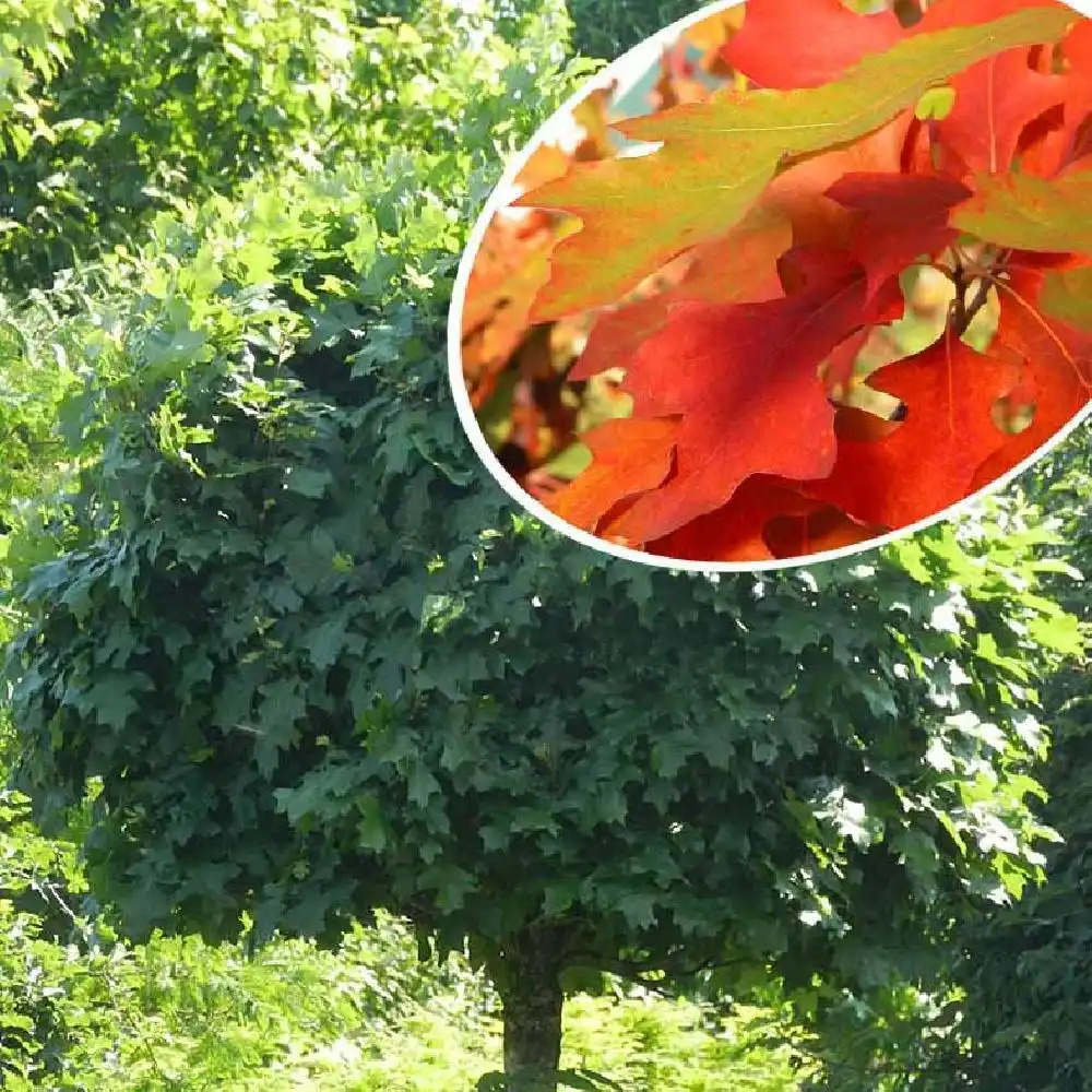 QUERCUS palustris 'Green Dwarf'