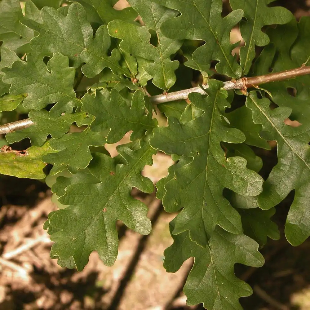 QUERCUS robur