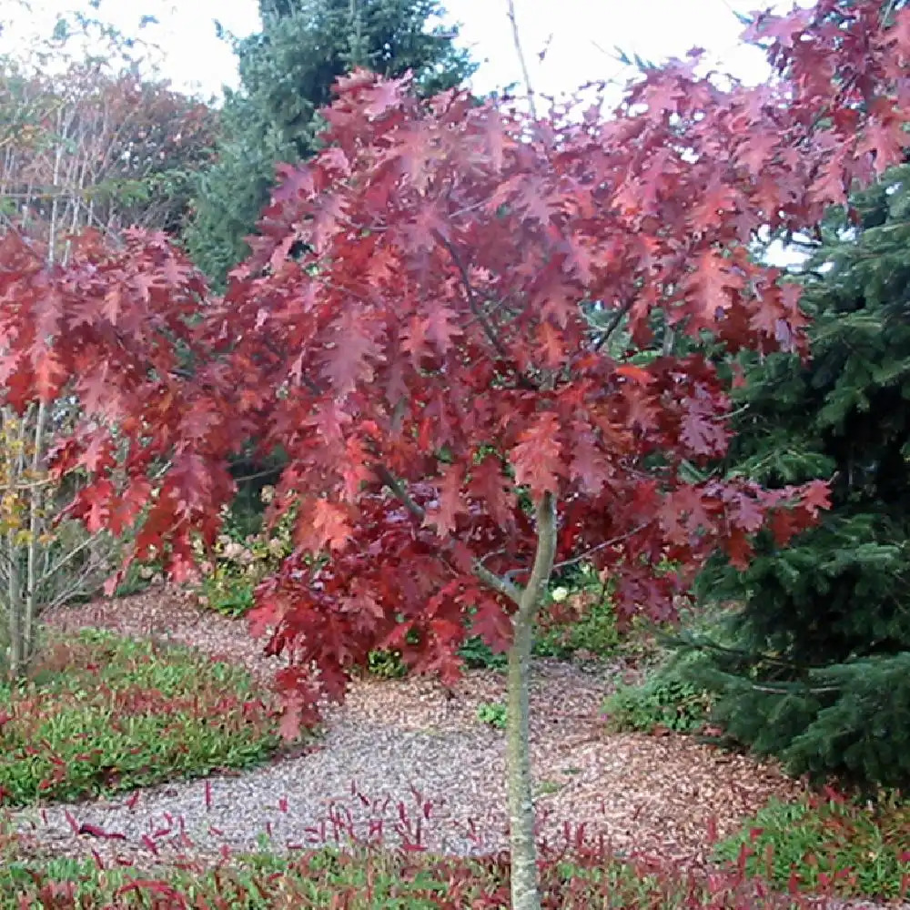 QUERCUS rubra