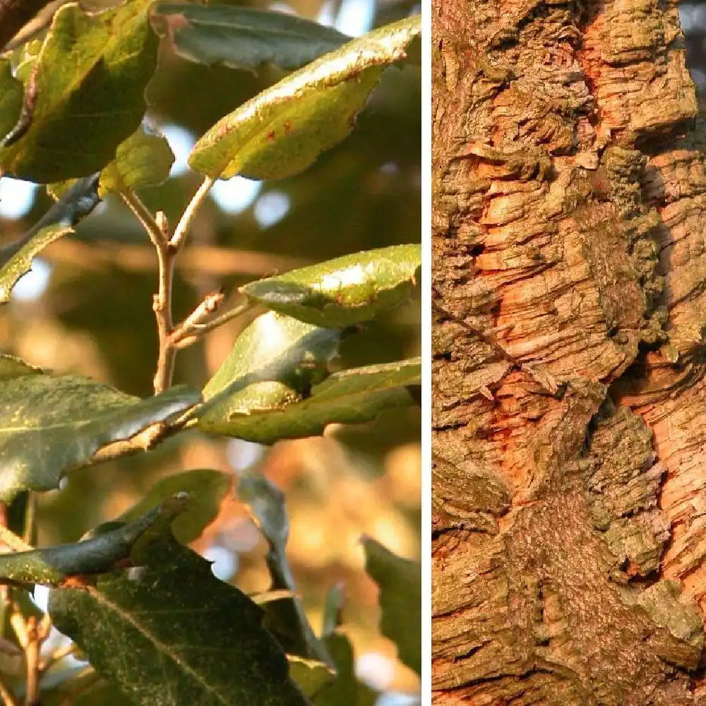 QUERCUS suber (Cépée)